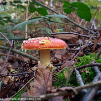 Buy canvas prints of Fly Agaric (Alice in Wonderland) by GJS Photography Artist