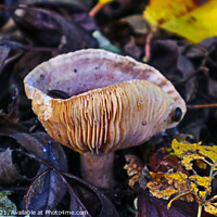 Buy canvas prints of Slugs having Mushroom Omlete by GJS Photography Artist