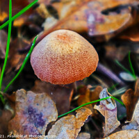 Buy canvas prints of Textured Fungi Matching Colours by GJS Photography Artist