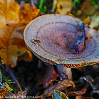 Buy canvas prints of Bug on a Fungi in a Wood in Leaves by GJS Photography Artist