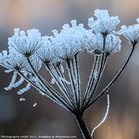 Buy canvas prints of Pretty Frost by GJS Photography Artist