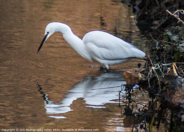 Egret Fishing Picture Board by GJS Photography Artist
