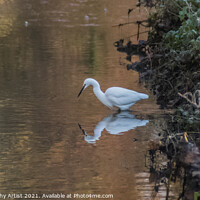 Buy canvas prints of Egret Reflection Looking for Fish by GJS Photography Artist