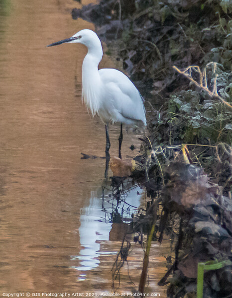 Egret standing waiting Picture Board by GJS Photography Artist