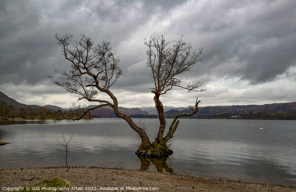 The Tree In Ullswater  Picture Board by GJS Photography Artist