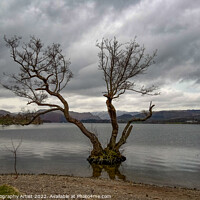 Buy canvas prints of The Tree In Ullswater  by GJS Photography Artist