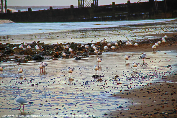 Seagulls on the Beech Picture Board by GJS Photography Artist