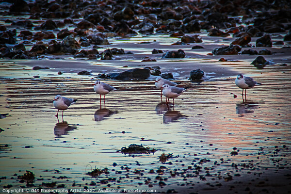 Seagulls Reflecting Picture Board by GJS Photography Artist