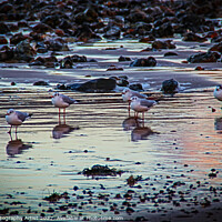 Buy canvas prints of Seagulls Reflecting by GJS Photography Artist