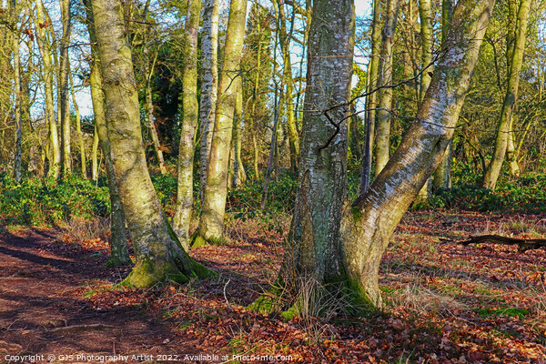 Trees and their Shaddows Picture Board by GJS Photography Artist