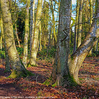 Buy canvas prints of Trees and their Shaddows by GJS Photography Artist