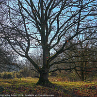 Buy canvas prints of Bare Tree Branches Like Tenticles by GJS Photography Artist