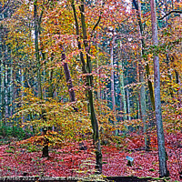 Buy canvas prints of Magical Wood by GJS Photography Artist