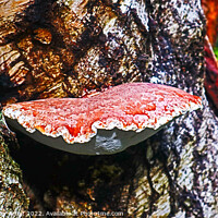 Buy canvas prints of Bracket Fungi by GJS Photography Artist