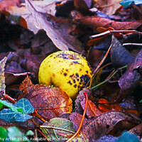 Buy canvas prints of Rotting Crab Apple by GJS Photography Artist