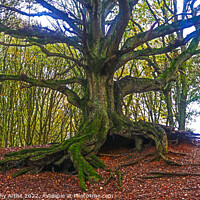 Buy canvas prints of The Old Oak of Bawdeswell Heath by GJS Photography Artist