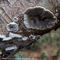 Buy canvas prints of Fungi Textures by GJS Photography Artist