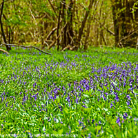 Buy canvas prints of Carpet of BlueBells by GJS Photography Artist