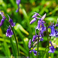 Buy canvas prints of Bluebells  by GJS Photography Artist