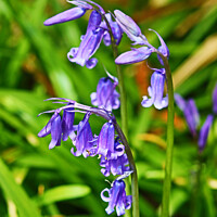 Buy canvas prints of Bluebell Flower Head by GJS Photography Artist