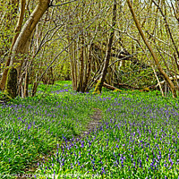 Buy canvas prints of Bluebell Path by GJS Photography Artist