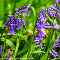 Buy canvas prints of Bluebells in Spring by GJS Photography Artist