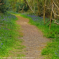 Buy canvas prints of Root Pathway laden With Bluebells by GJS Photography Artist
