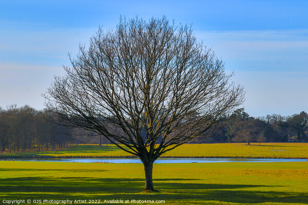 A Lonely Tree Picture Board by GJS Photography Artist