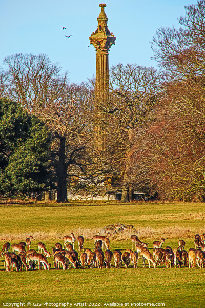 Deer Feeding at Holkham Hall Picture Board by GJS Photography Artist