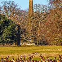 Buy canvas prints of Deer Feeding at Holkham Hall by GJS Photography Artist