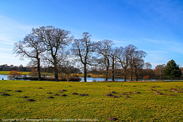 Trees and Moles By The Lake Picture Board by GJS Photography Artist