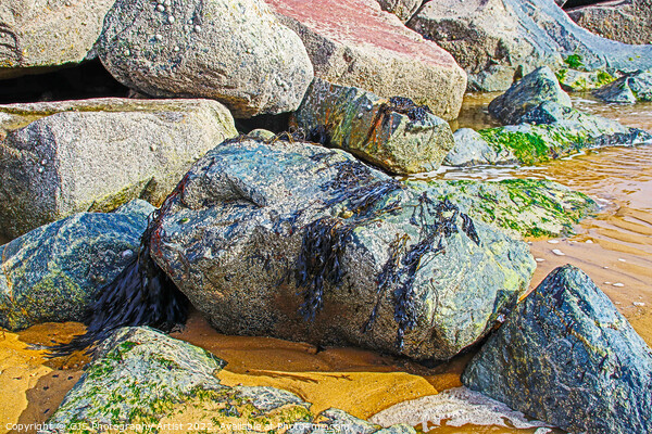 Seaweed Left on Rocks Picture Board by GJS Photography Artist