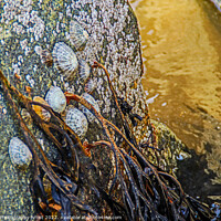 Buy canvas prints of Barnicles and Limpets and Seaweed by GJS Photography Artist