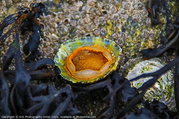 Underside of a Limpet Picture Board by GJS Photography Artist