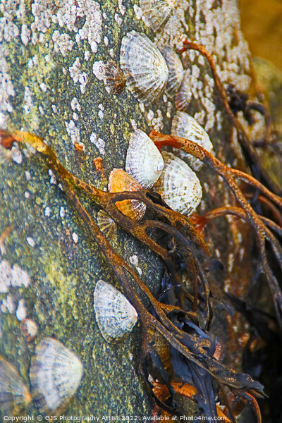 Seaweed Limpets and Barnicals Picture Board by GJS Photography Artist