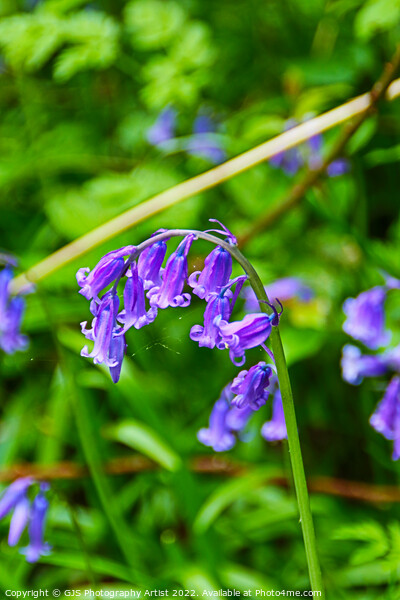 Bluebell Head with Cobwebs Picture Board by GJS Photography Artist