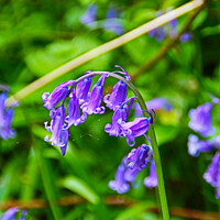 Buy canvas prints of Bluebell Head with Cobwebs by GJS Photography Artist