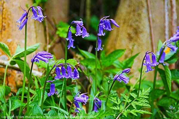Bluebells in the Sun Picture Board by GJS Photography Artist