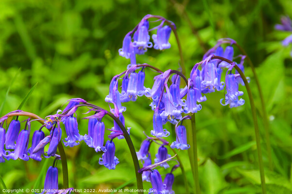 Bluebell Heads in HDR Picture Board by GJS Photography Artist
