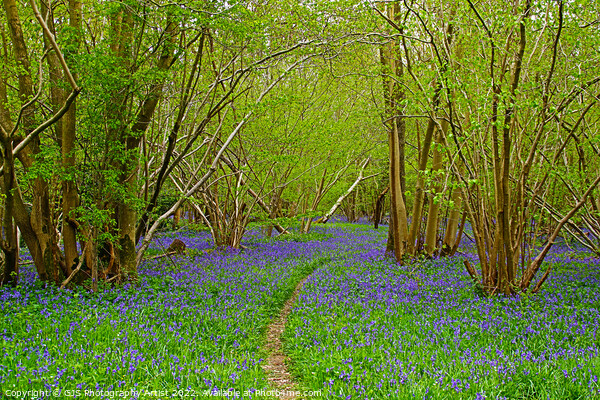 The Path and The Bluebells Picture Board by GJS Photography Artist