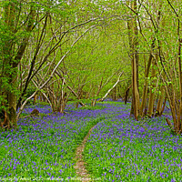 Buy canvas prints of The Path and The Bluebells by GJS Photography Artist