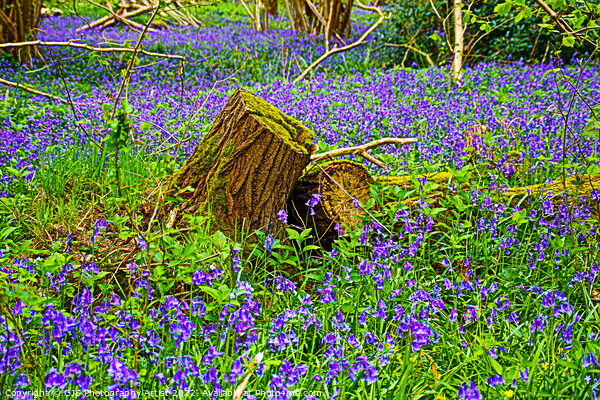 Bluebells Surround Stumps Picture Board by GJS Photography Artist