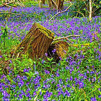 Buy canvas prints of Bluebells Surround Stumps by GJS Photography Artist