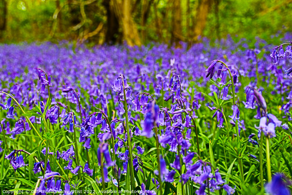 Bluebells Bluebells Bluebells Picture Board by GJS Photography Artist