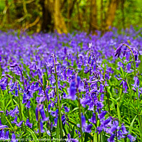 Buy canvas prints of Bluebells Bluebells Bluebells by GJS Photography Artist
