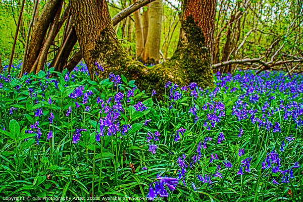 Bluebells and the U Shaped Tree Picture Board by GJS Photography Artist