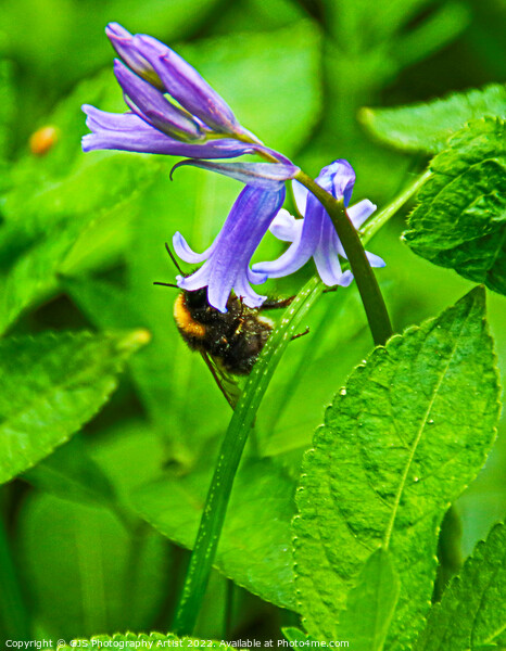 Bumble Bee in Bluebell  Picture Board by GJS Photography Artist