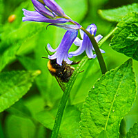 Buy canvas prints of Bumble Bee in Bluebell  by GJS Photography Artist