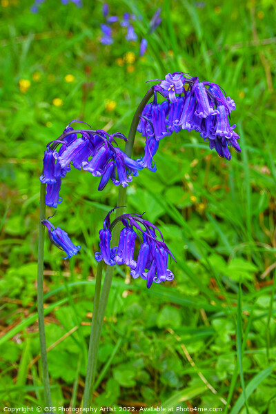 Simply Bluebells  Picture Board by GJS Photography Artist