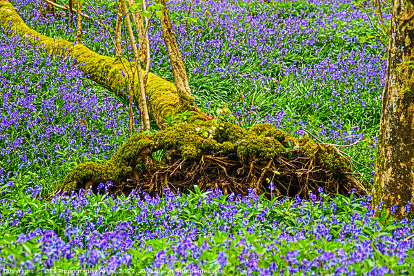Fallen Tree Bluebell Coffin Picture Board by GJS Photography Artist